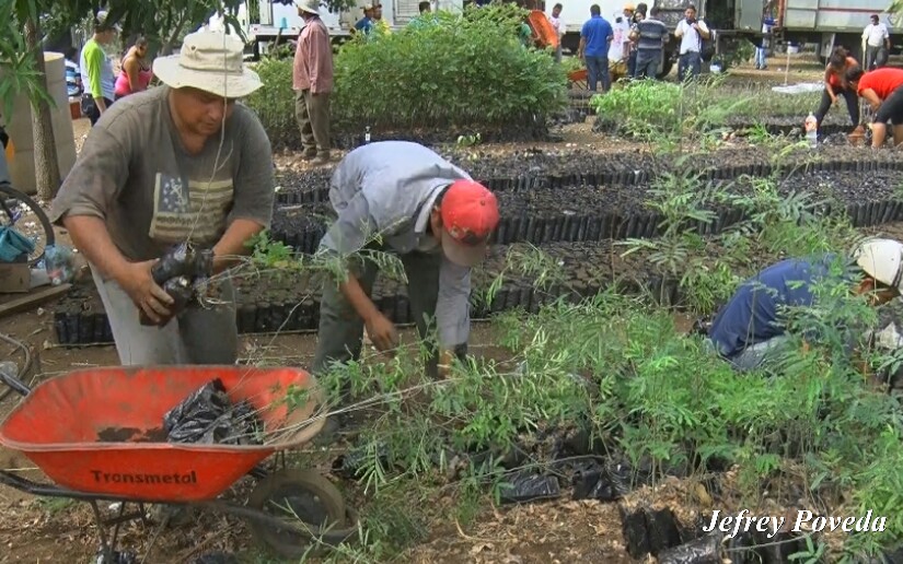 plantas